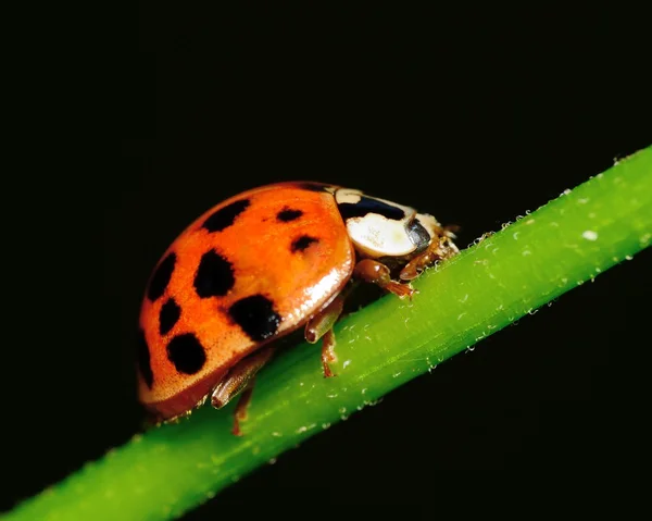 Uğur böceği — Stok fotoğraf