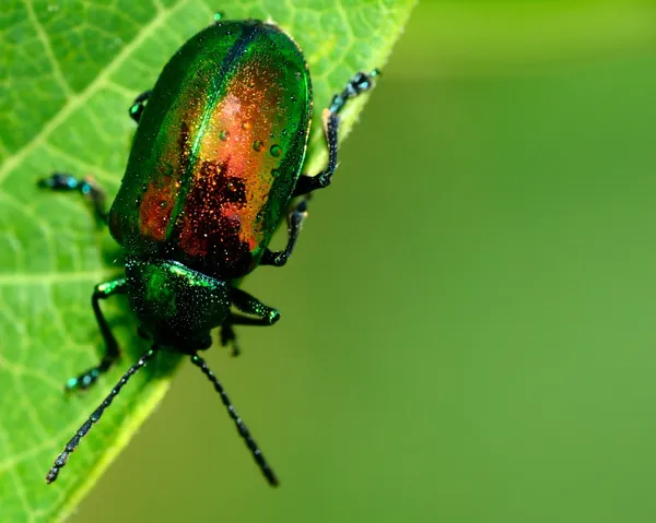 Dogbane Beetle — Stock Photo, Image