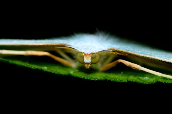 Dogbane Tiger Moth — Stok fotoğraf