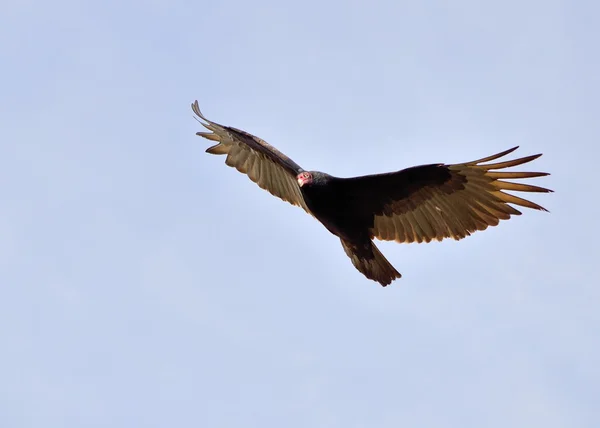 Turkey Vulture — Stock Photo, Image