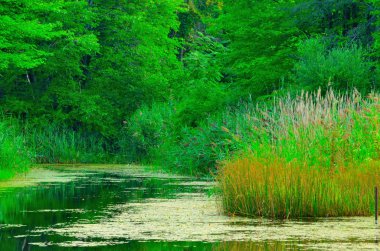 Swamp Landscape clipart