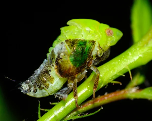 Blatttrichter — Stockfoto