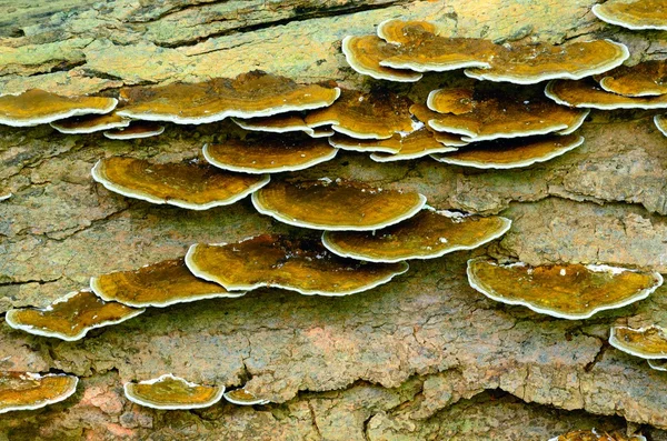 Hongos de árbol — Foto de Stock