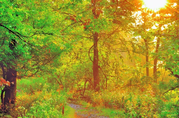 Woodland восход — стоковое фото