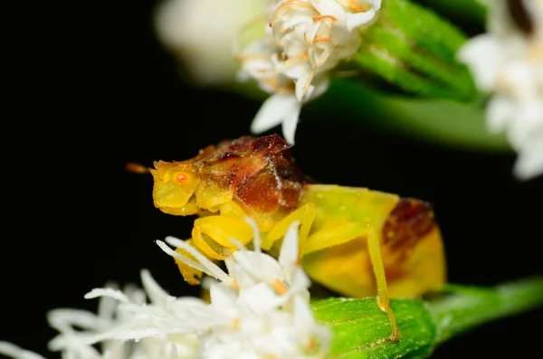 Emboscada Bugs apareamiento —  Fotos de Stock