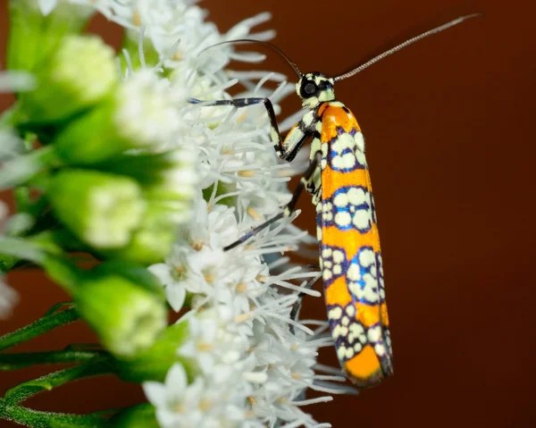 Ailanthus Webworm 나 방 — 스톡 사진