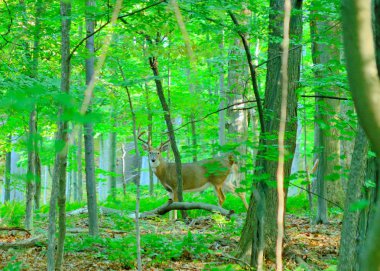 Whitetail Geyik buck