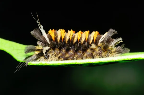 Tussock nachtvlinder caterpillar — Stockfoto