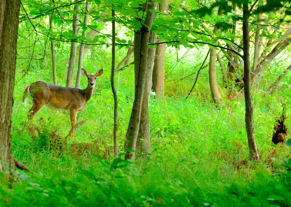 Cerf à queue blanche biche — Photo