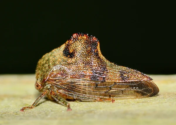 Leaf-hopper — Stock Photo, Image