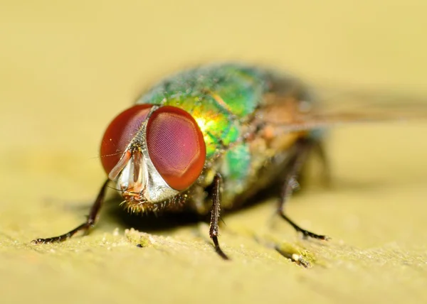 Bottlefly verde — Fotografia de Stock