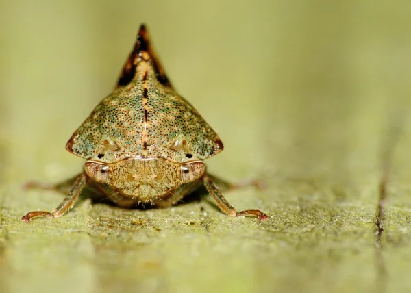 Leaf-hopper — Stock Photo, Image