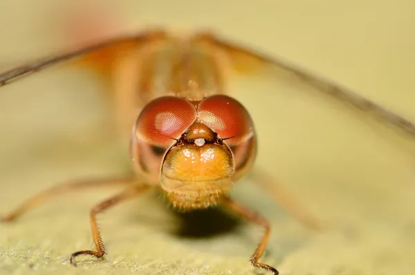 Red Darner Libélula — Fotografia de Stock