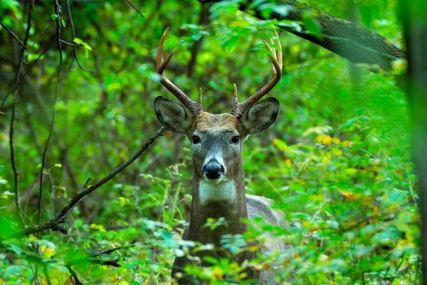 Whitetail Deer Buck — Stock Photo, Image