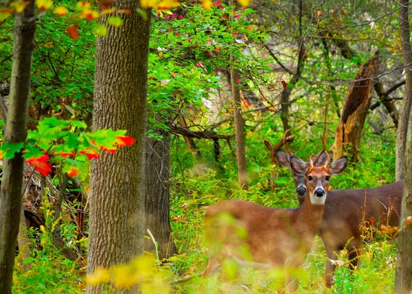 Veado Whitetail Spike Buck — Fotografia de Stock