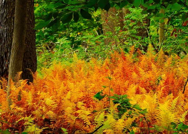 Höstens skogsmark ormbunkar — Stockfoto