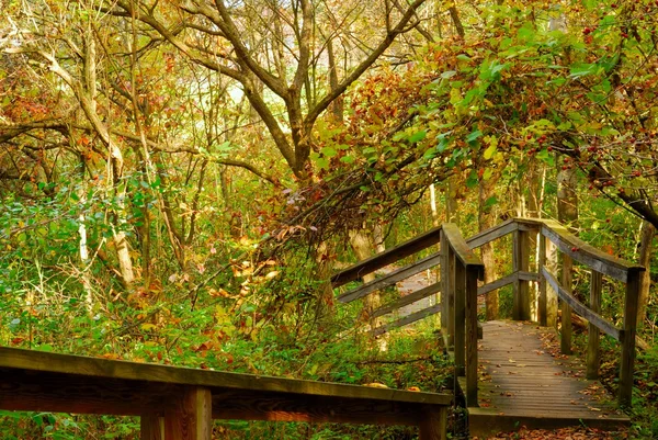 Trilha da natureza — Fotografia de Stock