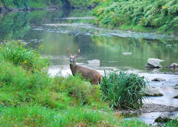 Whitetail Deer Buck — Stock Photo, Image