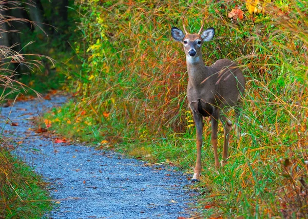 Veado Whitetail Spike Buck — Fotografia de Stock