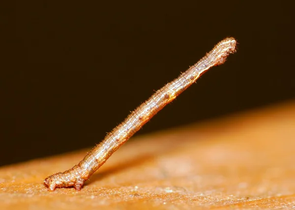 Inch Worm — Stockfoto