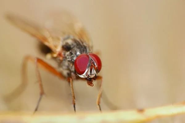 Flyga makro — Stockfoto