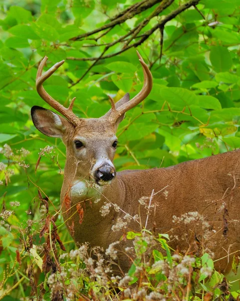 Whitetail Geyik buck — Stok fotoğraf