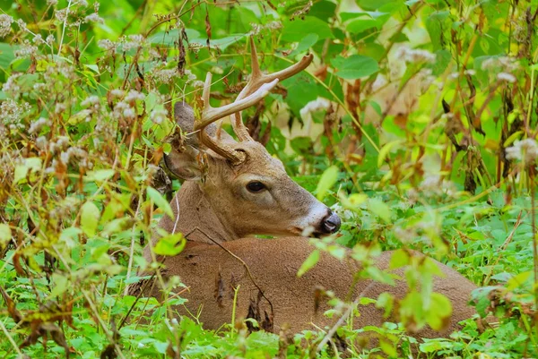 Whitetail 사슴 벅 — 스톡 사진