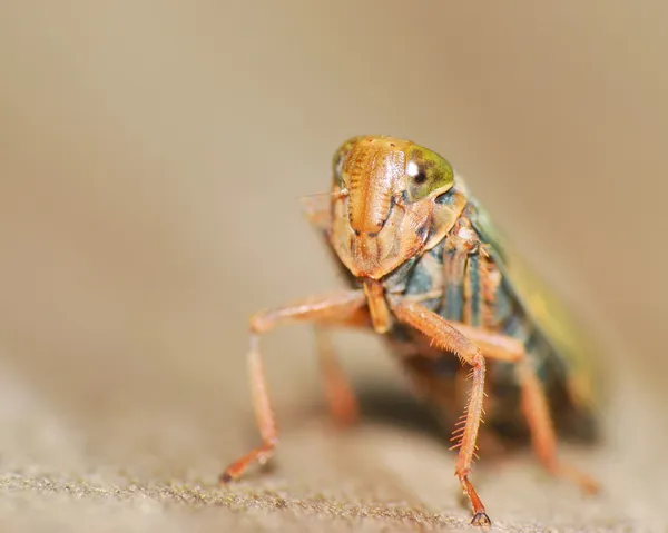 Skalbagge — Stockfoto