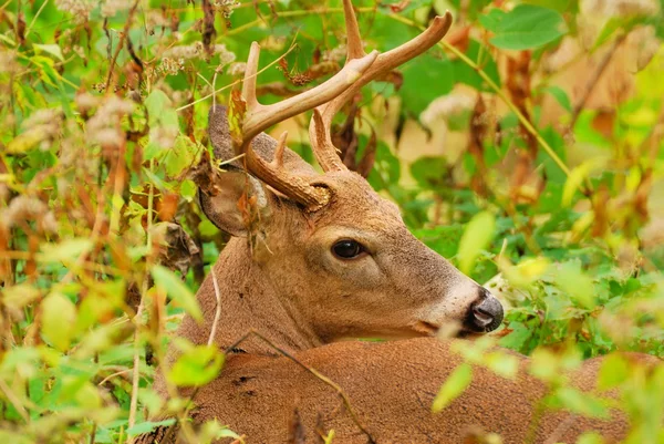 Whitetail 鹿バック — ストック写真