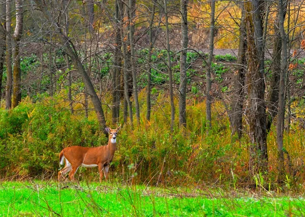 Whitetail rådjur buck — Stockfoto