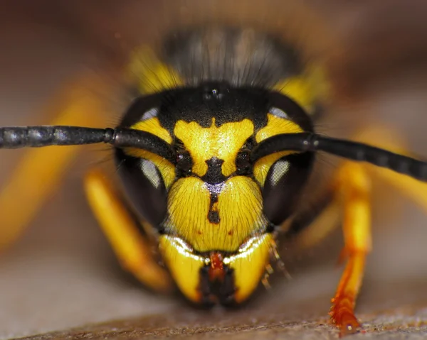 Yellow-jacket Wasp — Stock Photo, Image