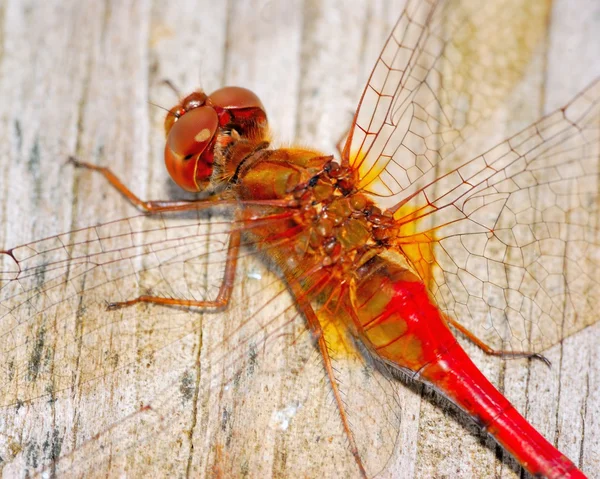 Dragonfly červená darner — Stock fotografie