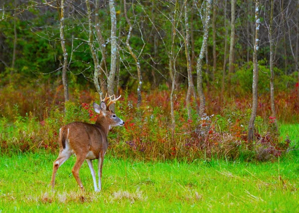 Whitetail Deer Buck — Stock Photo, Image