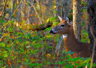 beyaz kuyruklu geyik.