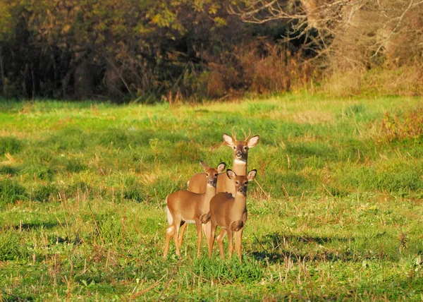 Jonge whitetail herten buck — Stockfoto