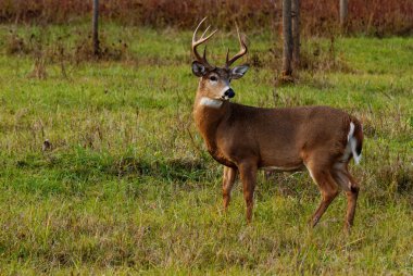 Whitetail Geyik buck