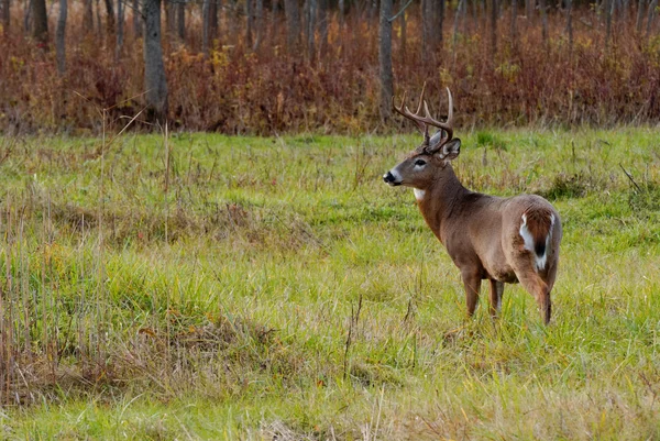 Whitetail jelenie buck — Zdjęcie stockowe