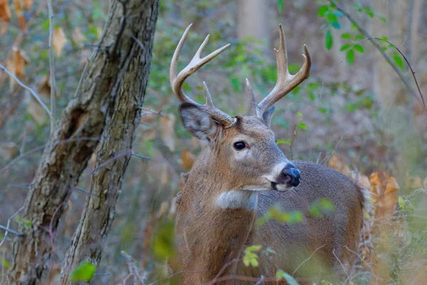 Whitetail 鹿バック — ストック写真