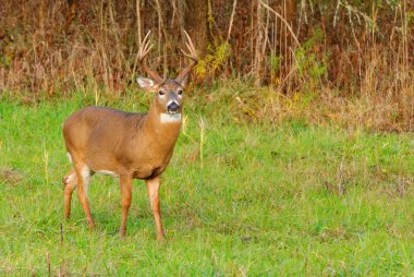 Whitetail Geyik buck
