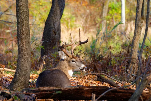 Whitetail 鹿バック — ストック写真