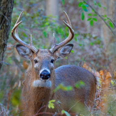 Whitetail Geyik buck