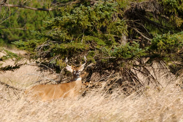 Whitetail 鹿バック — ストック写真