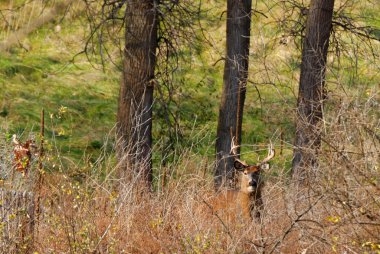 Whitetail Geyik buck