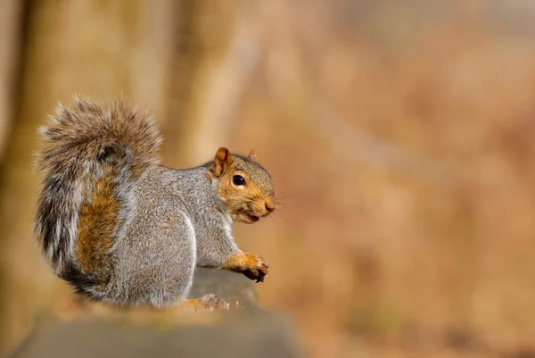 Grijze eekhoornwinter grijze eekhoorn — Stockfoto