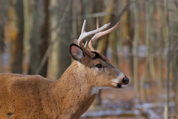 Whitetail Geyik buck — Stok fotoğraf