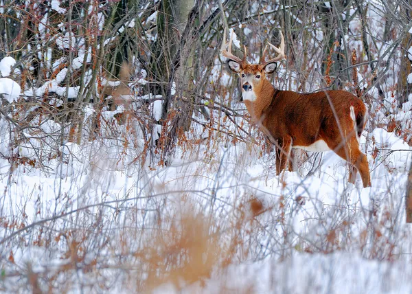 Whitetail 鹿バック — ストック写真