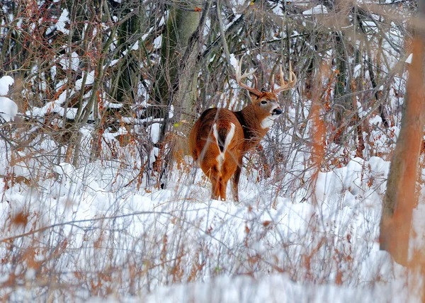 Whitetail 鹿バック — ストック写真