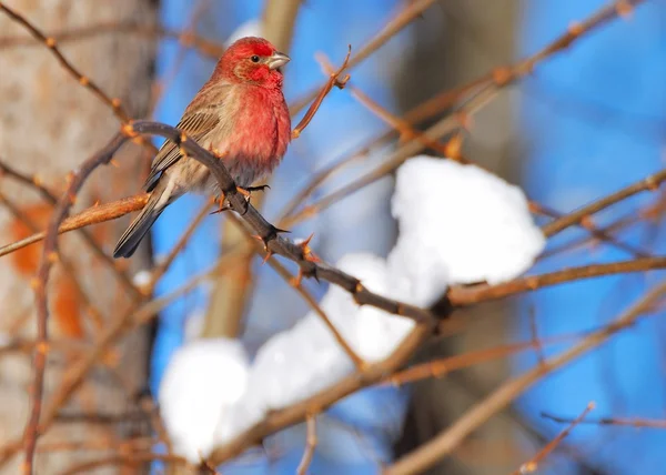 Rode finch — Stockfoto