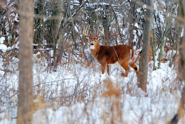 Whitetail Deer Buck — Stock Photo, Image