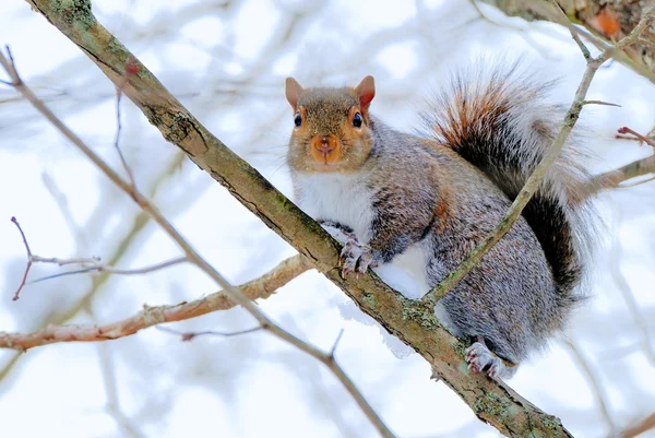 Gray Squirrel — Stock Photo, Image